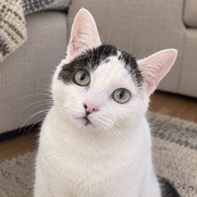 Pet reference — Black & white cat