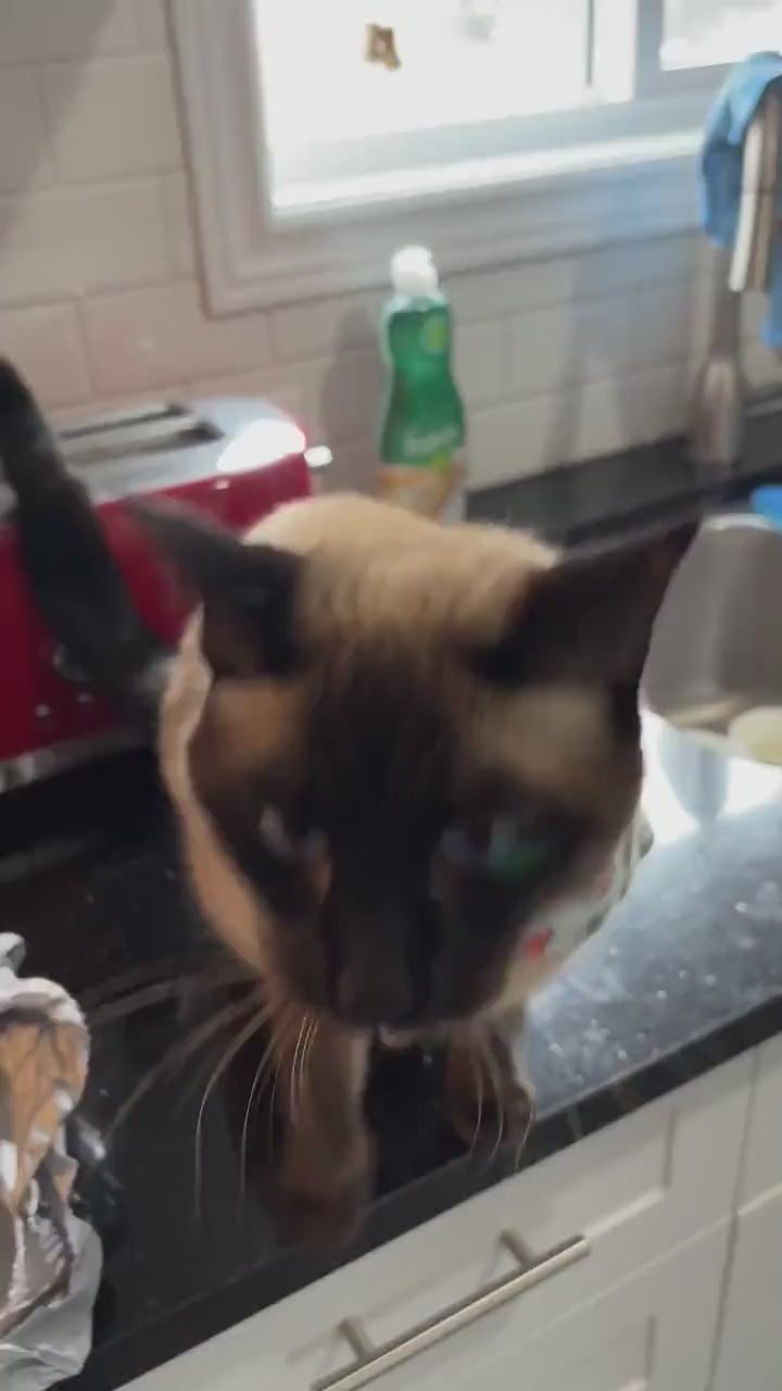 Real customer review video from Etsy - Christmas pet sweatshirt with Santa-hat pets, and the customer's cat wearing it